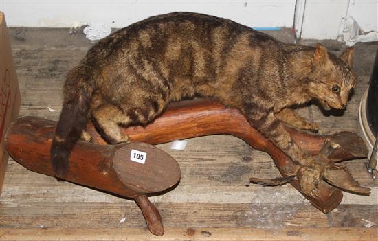 Taxidermic wild cat